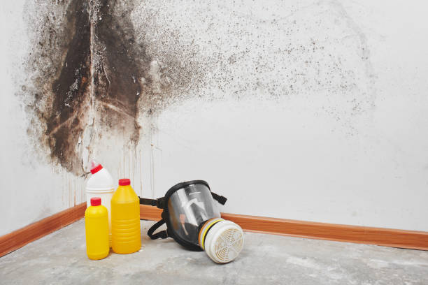 Best Bathroom Mold Remediation in Quincy, WA