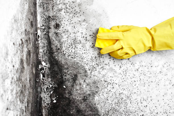 Reliable Quincy, WA Mold Remediation Solutions