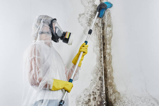 Best Health and Safety Mold Remediation in Quincy, WA