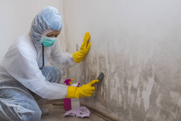 Best Mold Testing and Inspection Services in Quincy, WA