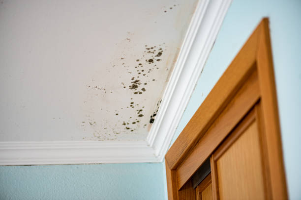 Best Attic Mold Remediation in Quincy, WA