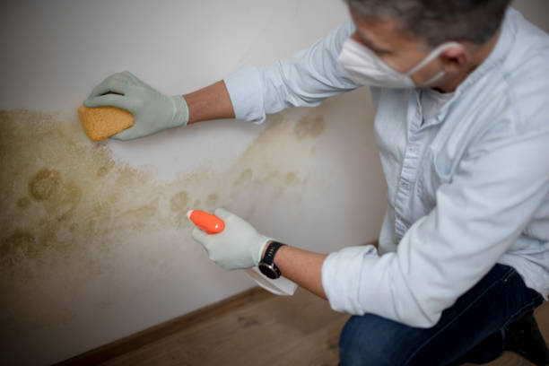 Best Kitchen Mold Remediation in Quincy, WA