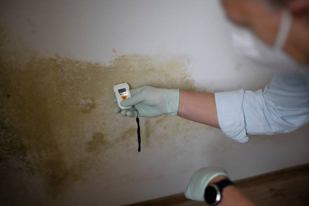 Best Emergency Mold Remediation in Quincy, WA