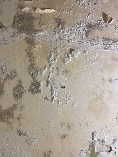 Best Preventive Mold Services in Quincy, WA