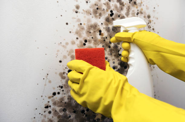 Best Post-Flood Mold Remediation in Quincy, WA