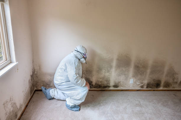 Best Mold Remediation for Specific Building Types in Quincy, WA