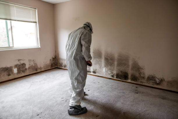 Best Black Mold Remediation in Quincy, WA