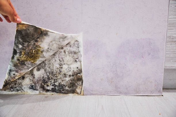 Best Black Mold Remediation in Quincy, WA